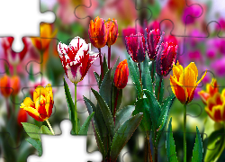 Kwiaty, Kolorowe, Tulipany, 2D