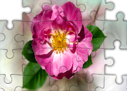 Kwiat, Dzika róża, Grafika