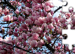 Kwitnący, Krzew, Magnolia, Kwiaty