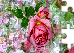 Różowe, Kwiaty, Róże, Róża, Grafika