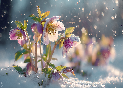 Różowe, Ciemierniki, Śnieg, Zima, Grafika AI