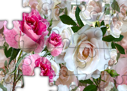 Kwiaty, Białe, Różowe, Róże, Grafika