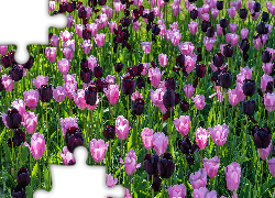 Różowe, Bordowe, Tulipany