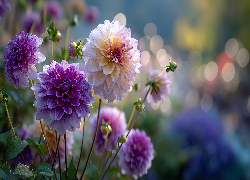 Różowe, Fioletowe, Dalie, Grafika AI