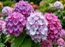 Różowe, Fioletowe, Hortensje, Zbliżenie