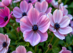 Zawilce, Fioletowe, Różowe, Kwiaty, Zbliżenie