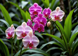 Storczyki, Ròżowe, Jasnoróżowe, Liście