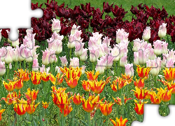 Kwiaty, Różowe, Pomarańczowe, Bordowe, Tulipany