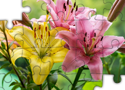 Różowe, Żółta, Lilia tygrysia, Kwiaty