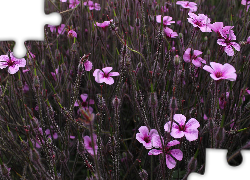 Drobne, Różowe, Kwiatki