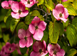 Dereń, Różowe, Kwiaty, Krzew