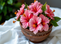 Różowe, Kwiaty, Hibiskus