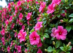 Hibiskus, Różowe, Kwiaty, Gałązki, Listki, Pąki