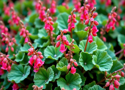 Różowe, Kwiaty, Okrągłe, Listki