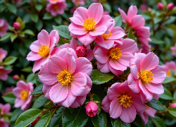 Kwiaty, Różowe, Grafika AI