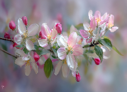 Różowe, Kwiaty, Drzewo owocowe, Grafika AI