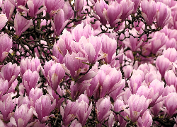 Kwiaty, Magnolia, Różowe