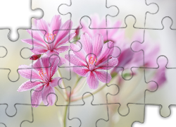 Lewizja liścieniowa, Różowe, Kwiaty