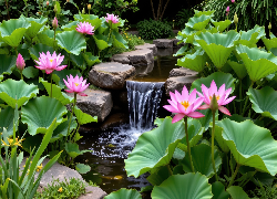Ogród, Kwiaty, Różowe, Lotosy, Liście, Kaskada, Kamienie, Rośliny