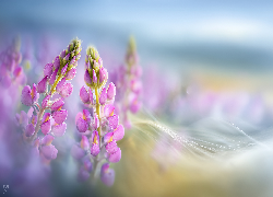 Łubin, Różowe, Kwiaty, Grafika AI