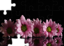 Kwiatki, Różowe, Odbicie, Czarne tło, Krople, Woda