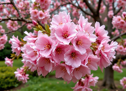 Kwiaty, Drzewo owocowe, Grafika