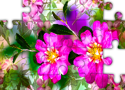 Różowe, Kwiaty, Liście, Kolorowe tło, Grafika