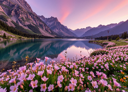 Góry, Jezioro, Łąka, Kwiaty, Różowe