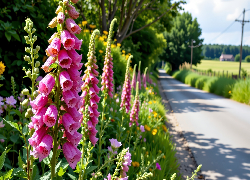 Naparstnica, Kwiaty, Droga, Grafika AI