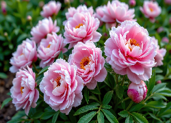 Różowe, Piwonie, Pąki, Liście