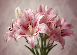 Różowe, Lilie, Zbliżenie, AI