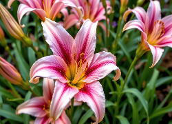 Różowa, Lilia, Lilie, Pąki