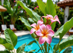 Różowa, Plumeria, Kwiaty, Grafika AI