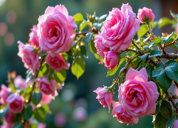 Róże, Różowe, Kwiaty, Grafika AI