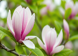 Kwiaty, Biało-różowe, Magnolia, Liście