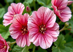 Kwiaty, Różowe, Zbliżenie, Grafika AI