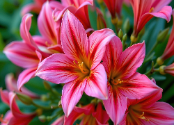 Różowe, Rozkwitnięte, Kwiaty, Zbliżenie