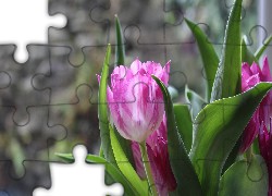 Tulipany, Różowy, Rozwinięty, Tulipan
