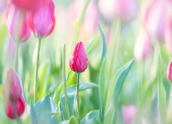 Kwiaty, Tulipany, Liście, Rozmycie