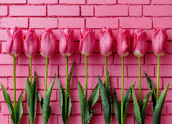 Różowe, Kwiaty, Tulipany, Ściana