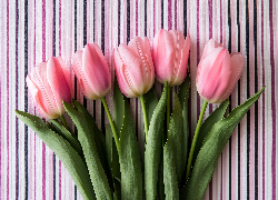 Różowe, Tulipany, Tło, Paski
