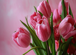 Kwiaty, Tulipany, Różowe, Bukiet