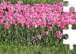 Tulipany, Kwiaty, Różowe