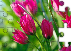 Tulipany, Różowe