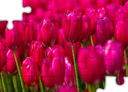 Tulipany, Różowe, Rozmycie