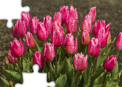 Tulipany, Różowe