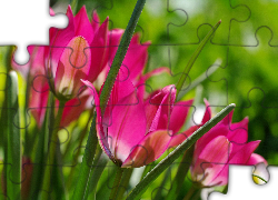 Tulipany, Różowe, Wiosna