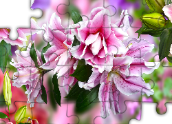 Kwiaty, Różowo-białe, Lilie, Grafika