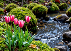 Kwiaty, Różowo-białe, Tulipany, Mech, Strumyk, Kamienie, AI
