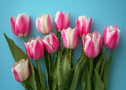 Różowo-białe, Tulipany, Niebieskie, Tło